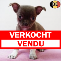 Chihuahua 061225 F(BE3513) 040226.verkocht-vendu.png
