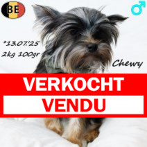 Yorkshire Terrier Toy Chewy 130725 M(BE0843) 180126.verkocht-vendu.png