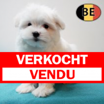 Maltezer 171225 M (BE1171) 200225.verkocht-vendu.png