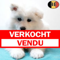 Samojeed 021225 M(BE2600) 040226.verkocht-vendu.png
