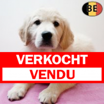 Golden Retriever 161225 F(BE3664) 190226.verkocht-vendu.png