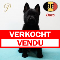 Schipperke 161125 Ouzo (BE1237) 090126.verkocht-vendu.png
