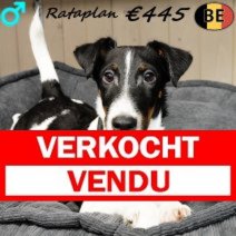 Engelse Fox Rataplan 050825 M(BE1318) 241225 Verkocht - Vendu.jpg