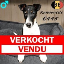 Engelse Fox Ratatouille 050825 M(BE2161) 241225 Verkocht - Vendu.jpg