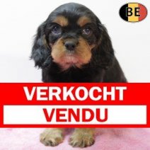 Cavalier King Charles 011225 F(BE5945) 060226 Verkocht - Vendu.jpg