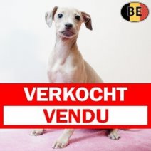 Italiaanse Windhond 081225 F(BE1022) 110226 Verkocht - Vendu.jpg
