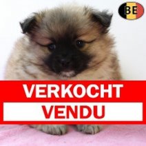 Keesje 101225 F(BE7381) 060226 Verkocht - Vendu.jpg