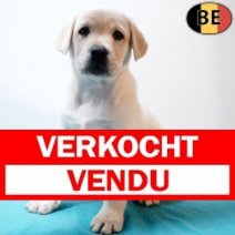 Labrador 031225 M(BE5037) 040226 Verkocht - Vendu.jpg