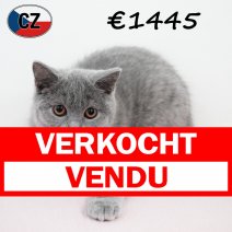 Britse Korthaar 161025 F (CZ9119) 180226 verkocht - vendu.jpg