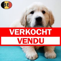 Golden Retriever 161225 M(BE4851) 190226 verkocht - vendu.jpg