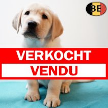 Labrador 031225 M(BE5308) 040226 verkocht - vendu.jpg