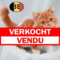 Exotic 131025 M (BE1232) 160126 verkocht - vendu.jpg