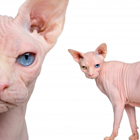 maak het plat Kolonisten Discreet Waarom mijn Sphynx kitten kopen bij DogCatandCo?