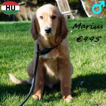 Golden Retriever Marius 091025 M(HU8617) 250226.jpg