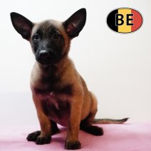 Mechelaar 171225 F (BE1094) 250226.JPG