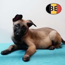 Mechelaar 171225 M (BE1087) 250226.JPG