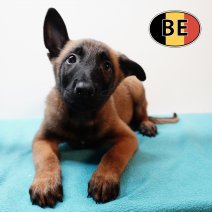 Mechelaar 171225 M (BE1096) 250226.JPG