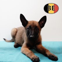 Mechelaar 171225 M (BE1098) 250226.JPG