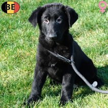 Duitse Herder Korthaar 021225 F(BE6078) 250226.jpg