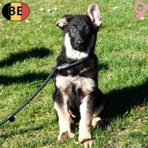 Duitse Herder Korthaar 021225 F(BE6113) 250226.jpg