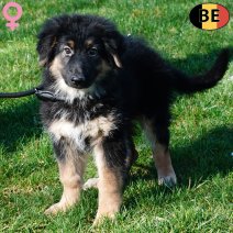 Duitse Herder Langhaar 021225 F(BE6081) 250226.jpg