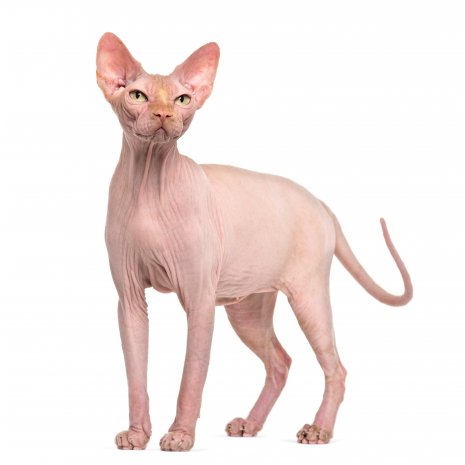 maak het plat Kolonisten Discreet Waarom mijn Sphynx kitten kopen bij DogCatandCo?