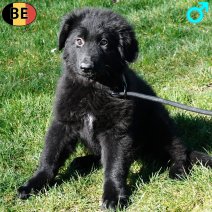 Duitse Herder Langhaar 021225 M(BE6102) 250226.jpg