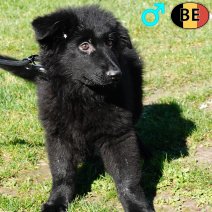 Duitse Herder Langhaar 021225 M(BE6161) 250226.jpg