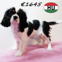 Cavalier King Charles 111125 F (HU8662) 250226.JPG
