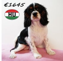 Cavalier King Charles 111125 F (HU8663) 250226.JPG
