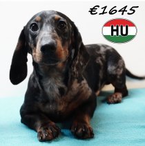 Teckel 061125 M (HU8726) 250226.JPG