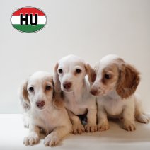 Teckel 111125- 250226.JPG