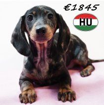 Teckel 111125 F (HU8666) 250226.JPG