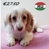 Teckel 111125 F (HU8678) 250226.JPG