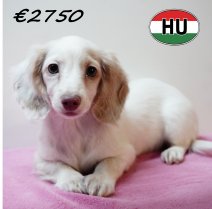 Teckel 111125 F (HU8679) 250226.JPG