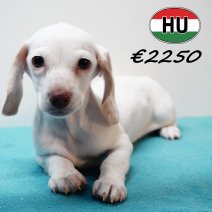 Teckel 111125 F (HU8680) 250226.JPG