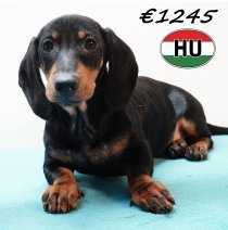 Teckel 111125 M (HU8664) 250226.JPG