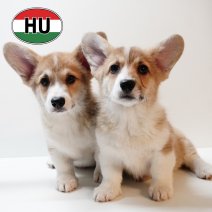 Welsh Corgi 101125 - 250226 (1).JPG