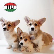 Welsh Corgi 101125 - 250226.JPG