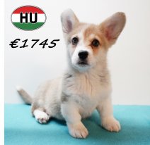 Welsh Corgi 101125 M (HU8701) 250226.JPG