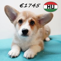 Welsh Corgi 101125 M (HU8704) 250226.JPG