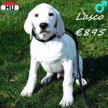 Labrador Lasco 091025 M(HU8575) 250226.jpg