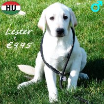 Labrador Lester 091025 M(HU8573) 250226.jpg