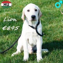 Labrador Lion 091025 M(HU8572) 250226.jpg