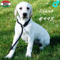Labrador Livio 091025 M(HU8576) 250226.jpg