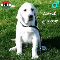 Labrador Lord 091025 M(HU8574) 250226.jpg