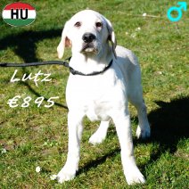 Labrador Lutz 091025 M(HU8571) 250226.jpg