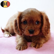 Cavalier King Charles 201225 F(BE1083) 250226.jpg