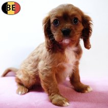 Cavalier King Charles 201225 F(BE3280) 250226.jpg