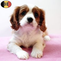 Cavalier King Charles 201225 F(BE4186) 250226.jpg